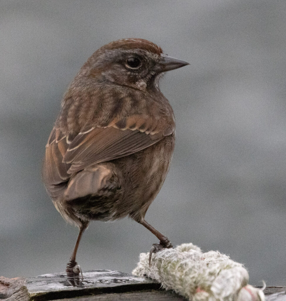 Song Sparrow