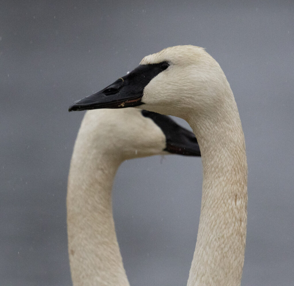 Trumpeter Swans