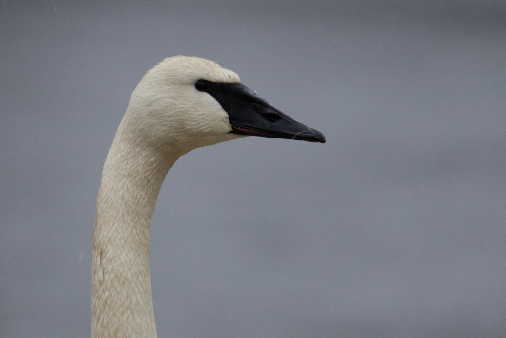 Trumpeter Swan