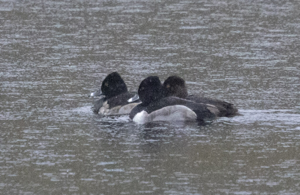 Ring-necked Ducks