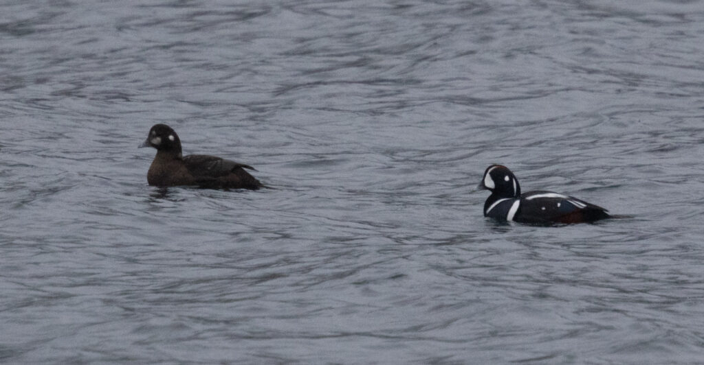 Harlequin Ducks