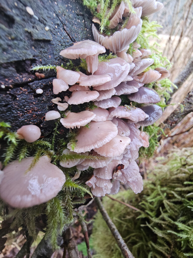 Scytinotus longinquus