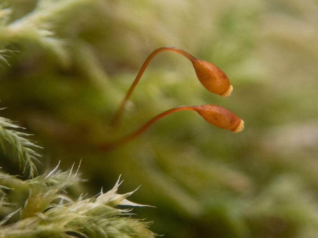 Moss Sporophytes