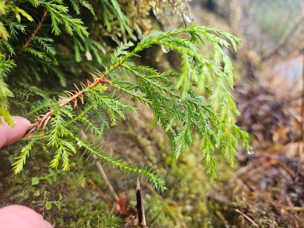 Young Yellow Cedar