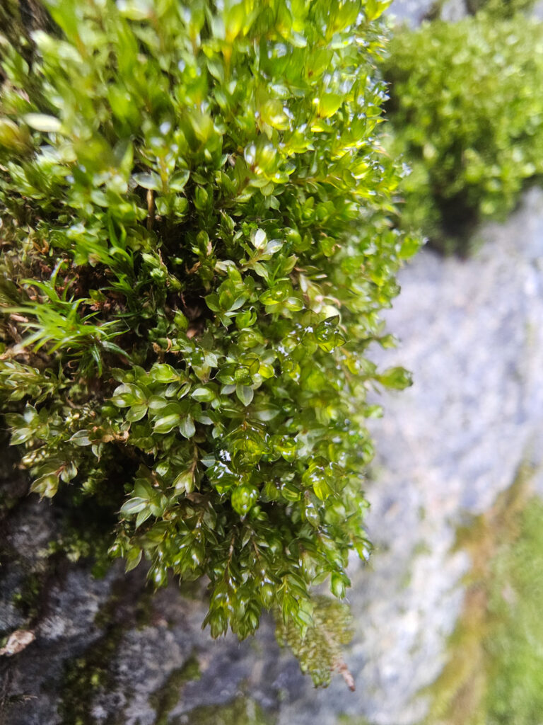 Moss (Bryaceae)