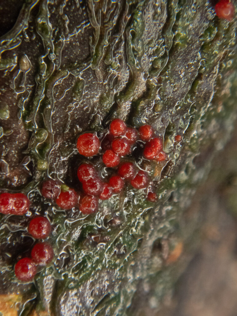 Red Fungus