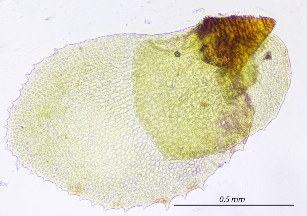 <em>Scapania undulata</em> Leaf