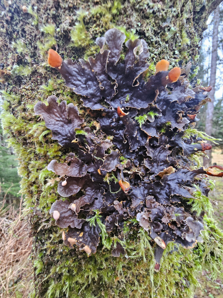 Frog-pelt Lichen (Peltigera membranacea)