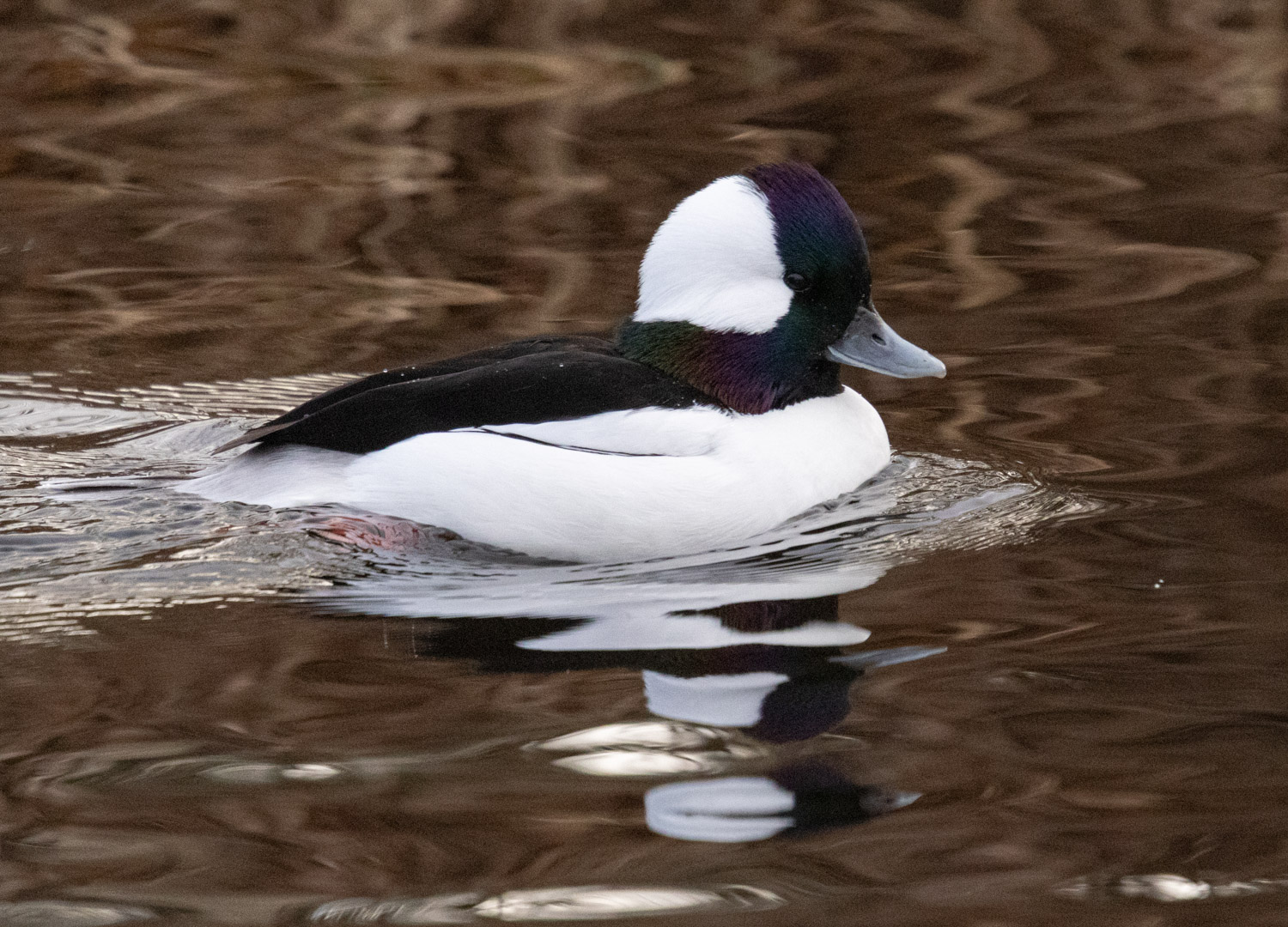 Bufflehead