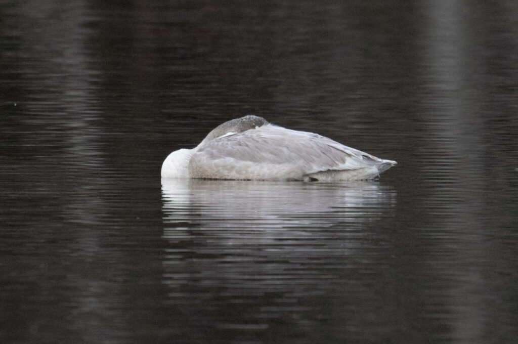 Lone Trumpeter Swan