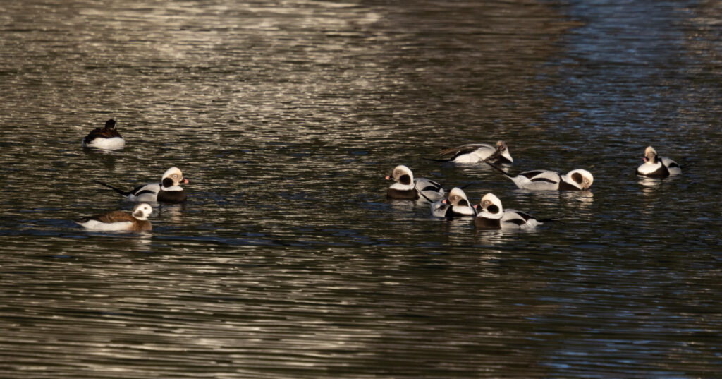 Long-tailed Ducks