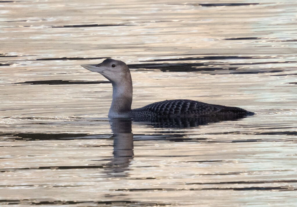 Yellow-billed Loon