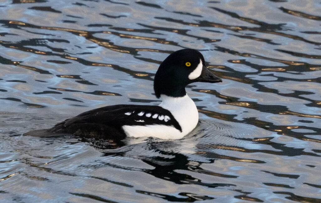 Barrow's Goldeneye