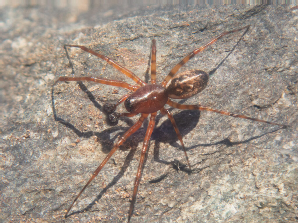 Male Spider (Zygiella dispar)