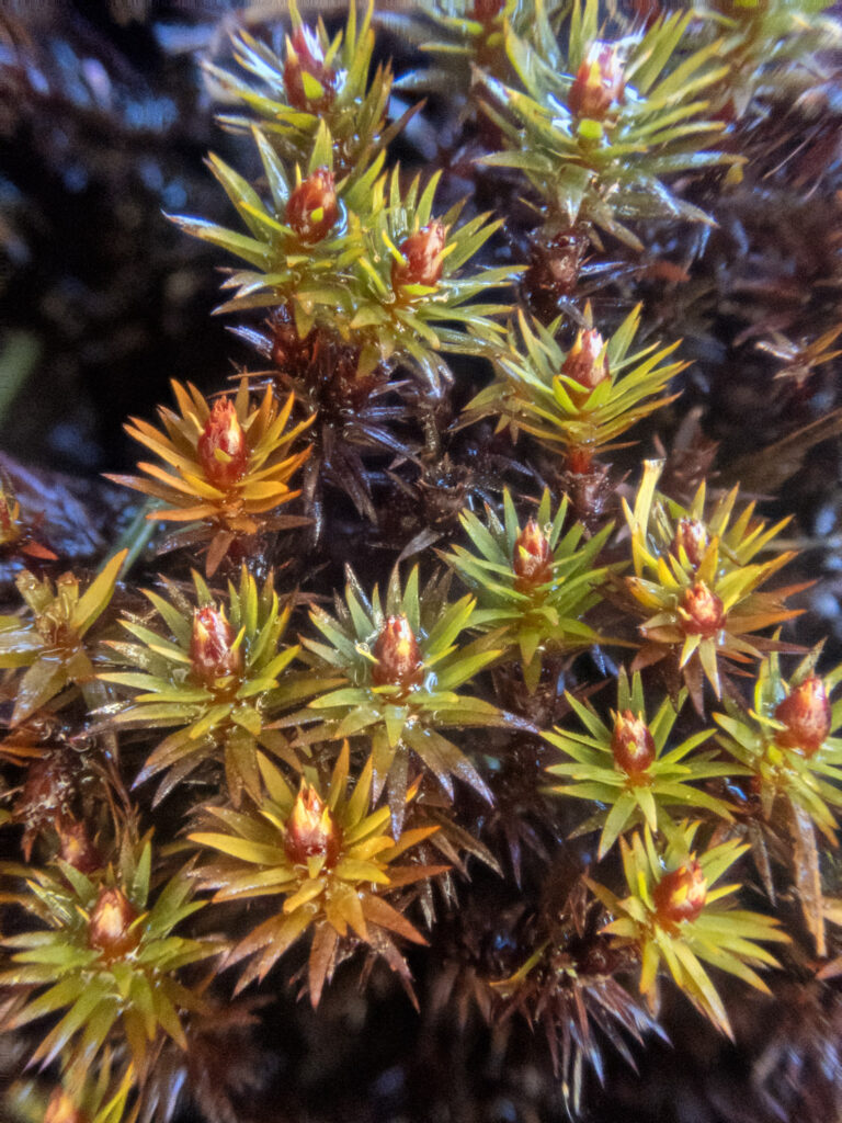 Moss (Polytrichaceae)