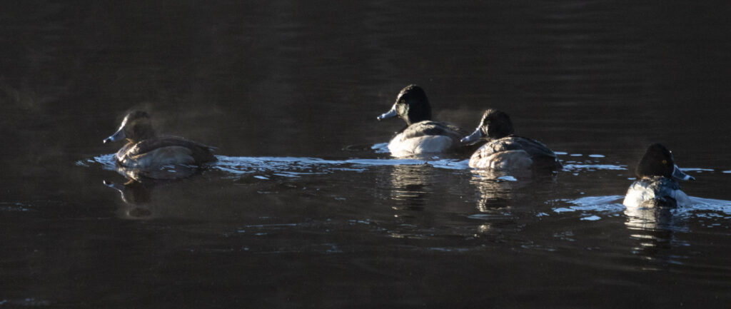 Ring-necked Ducks