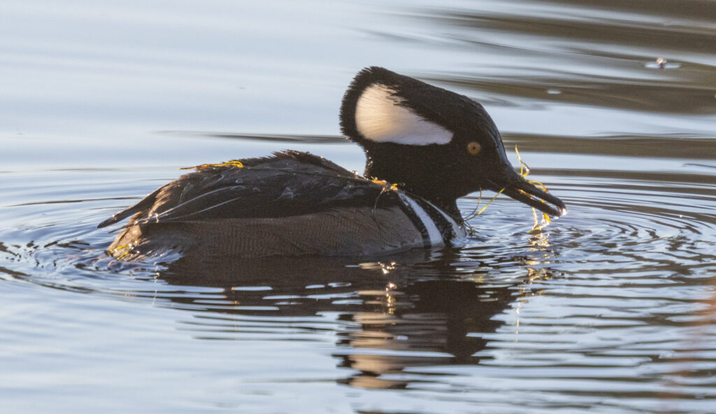 Hooded Merganser with Food