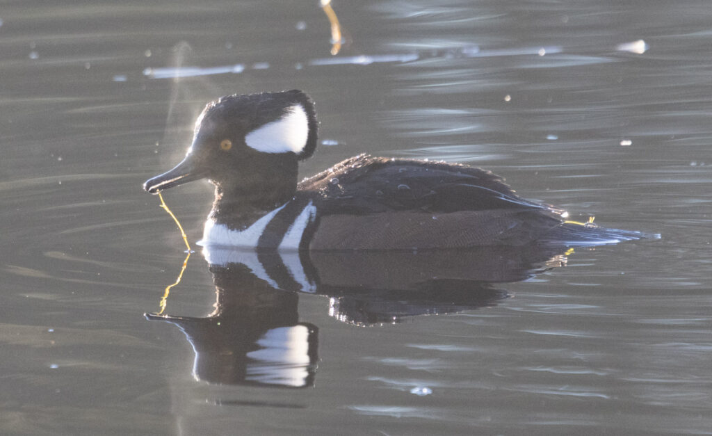 Steamy Hooded Merganser