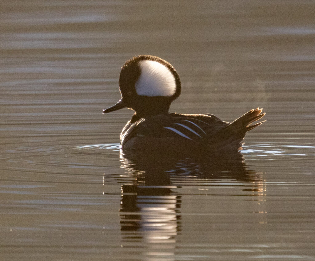 Hooded Merganser