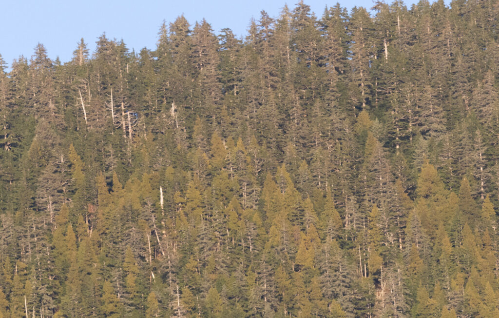 Yellow Cedars on Gavan Hill