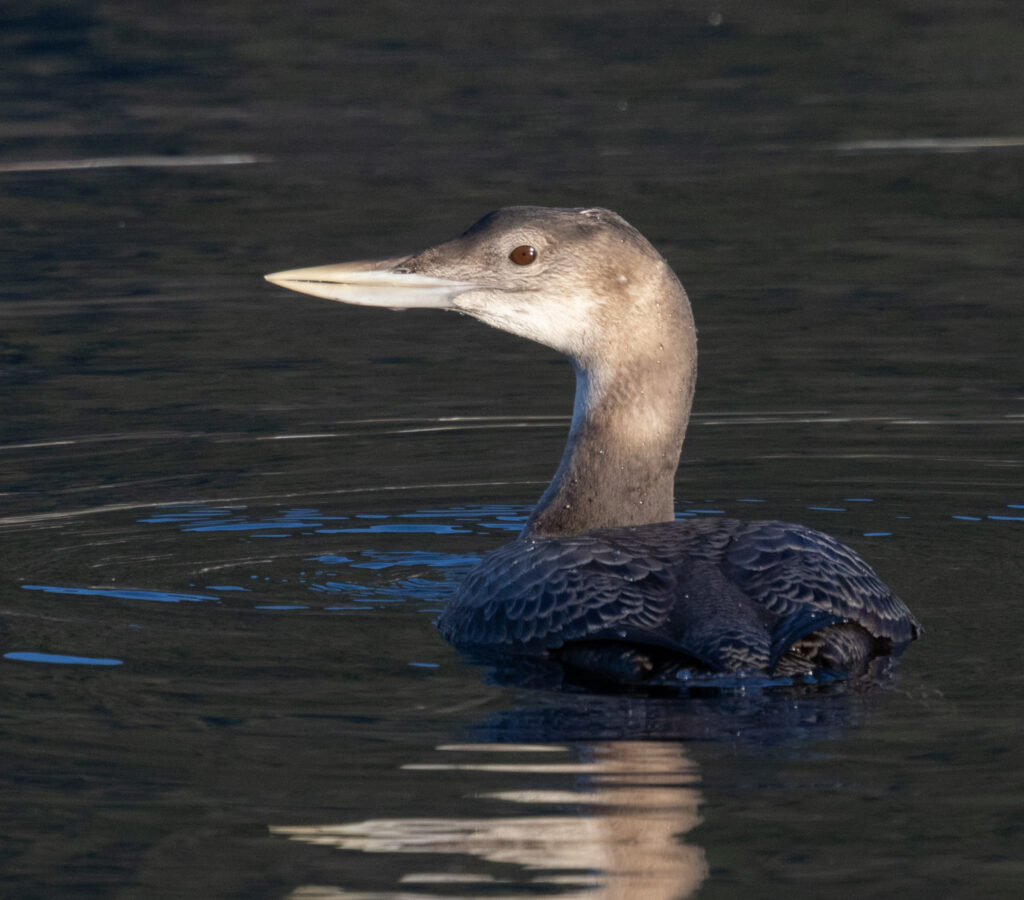 Yellow-billed Loon