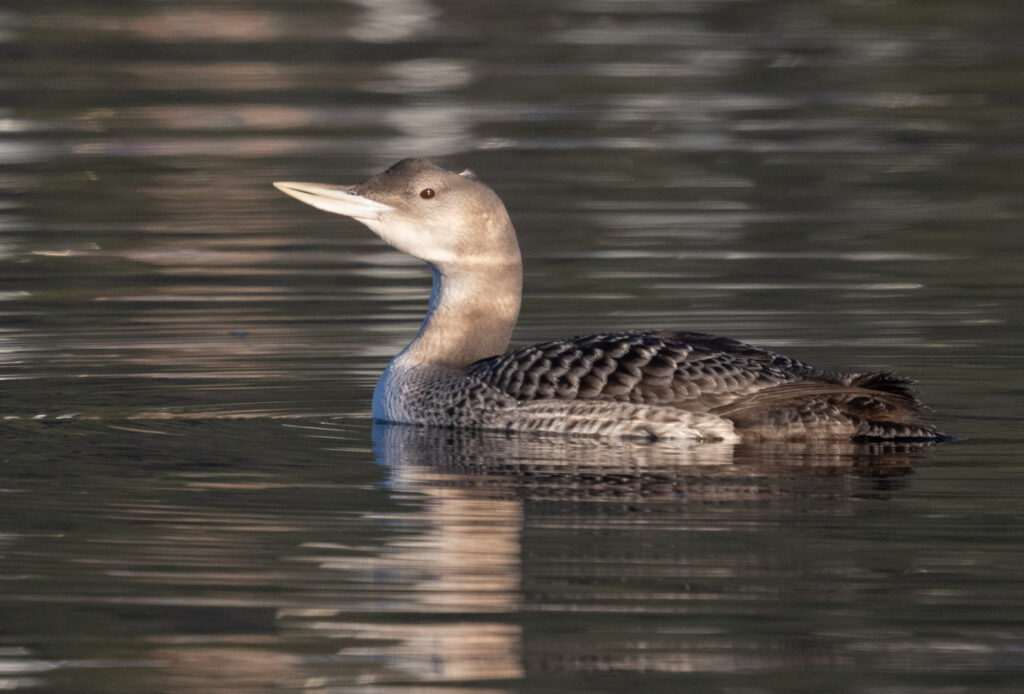 Yellow-billed Loon