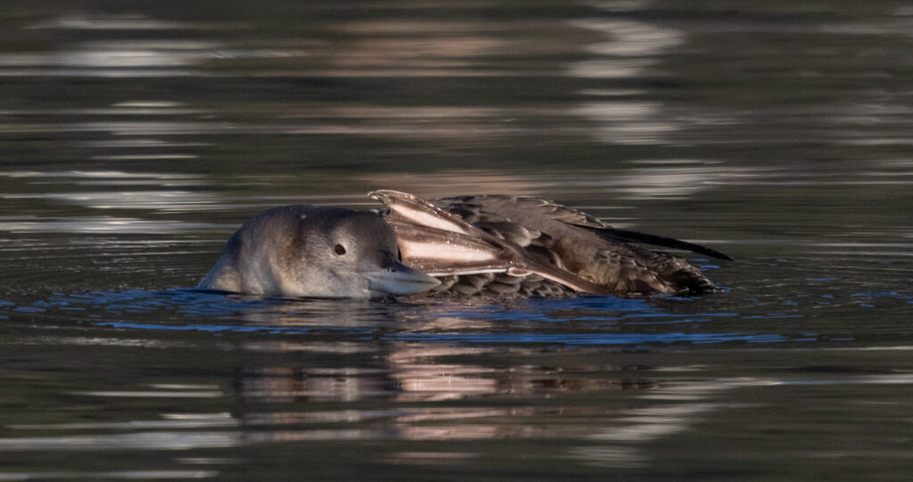 Yellow-billed Loon