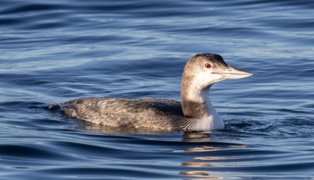 Common Loon