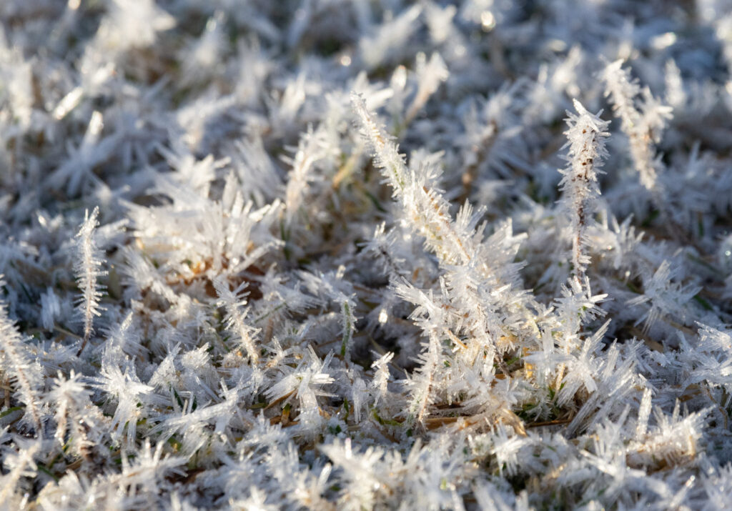 Frosted Grass