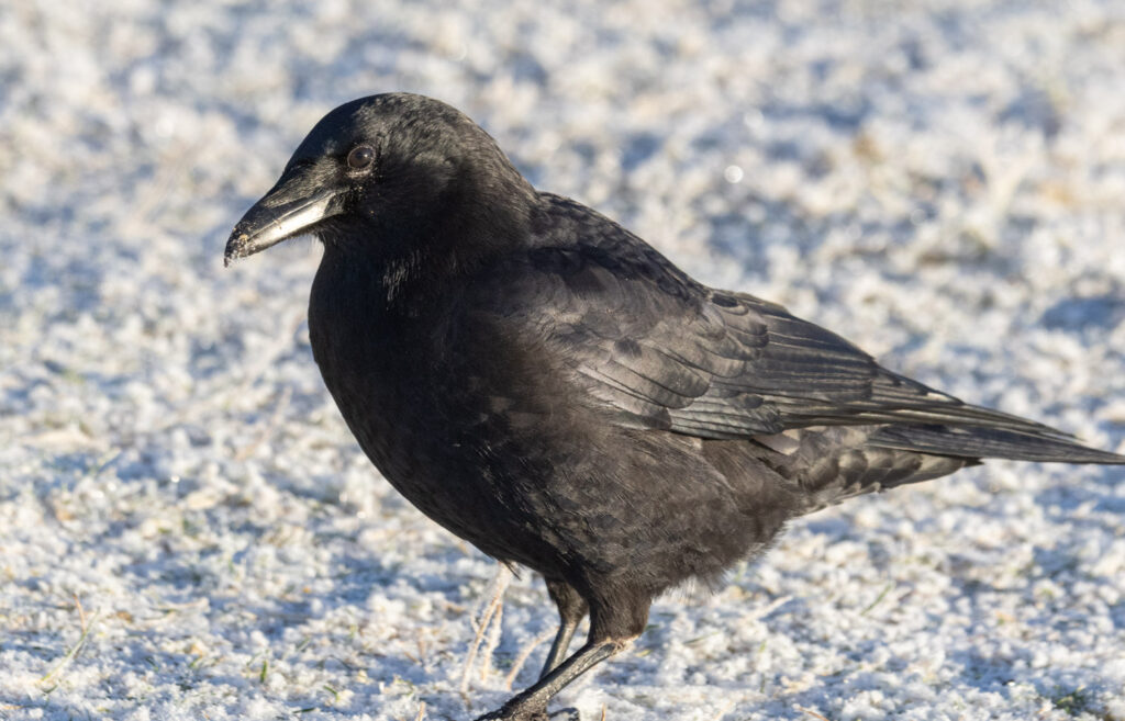 Crow at Swan Lake