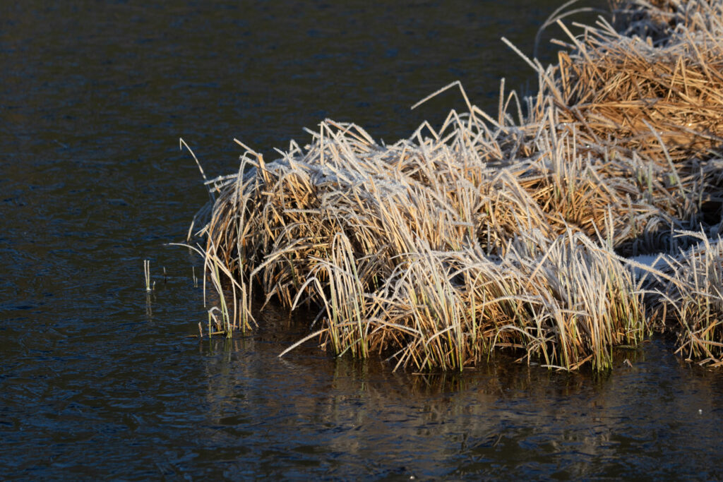 Frosted Sedges