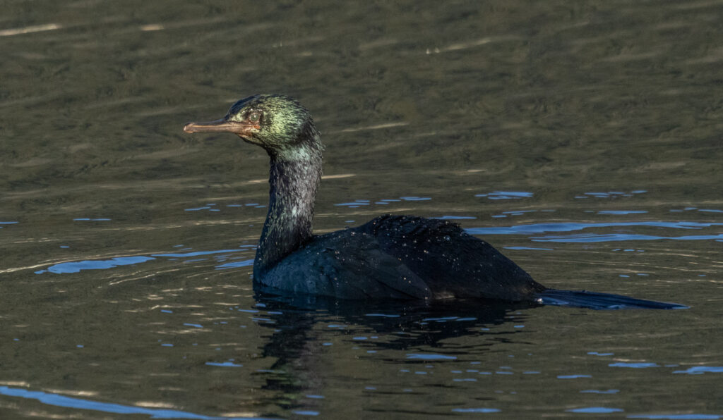 Pelagic Cormorant