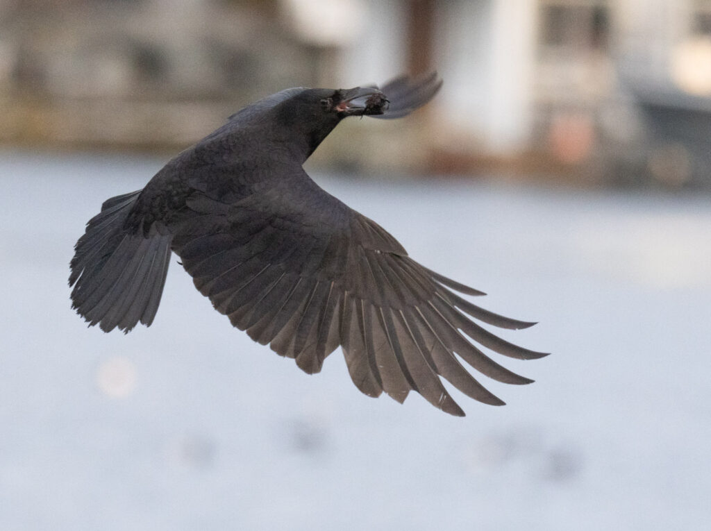 Crow with a Musssel(?)