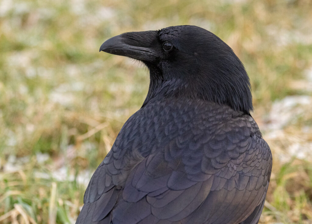 Raven