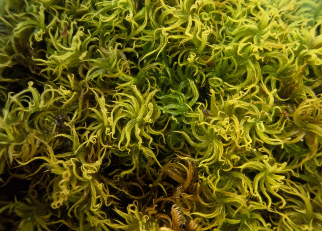 Moss (Tortella tortuosa?)