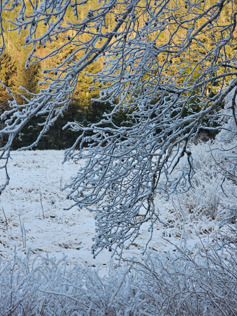 Heavy Frost at Starrigavan Estuary