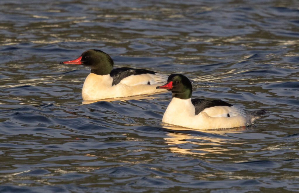 Common Mergansers