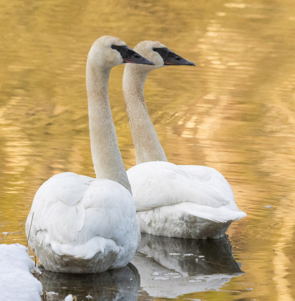 Trumpeter Swans