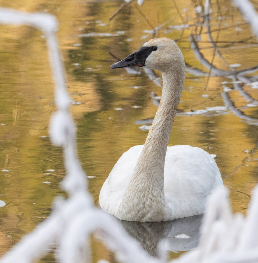 Trumpeter Swan