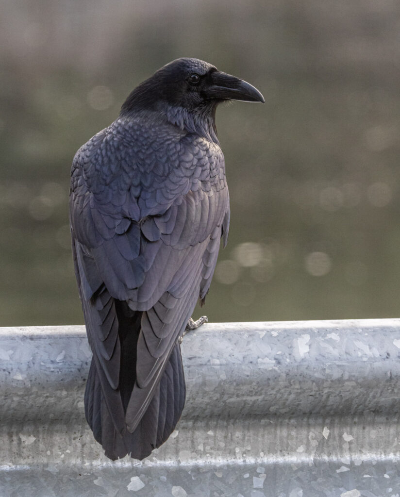 Raven Portrait