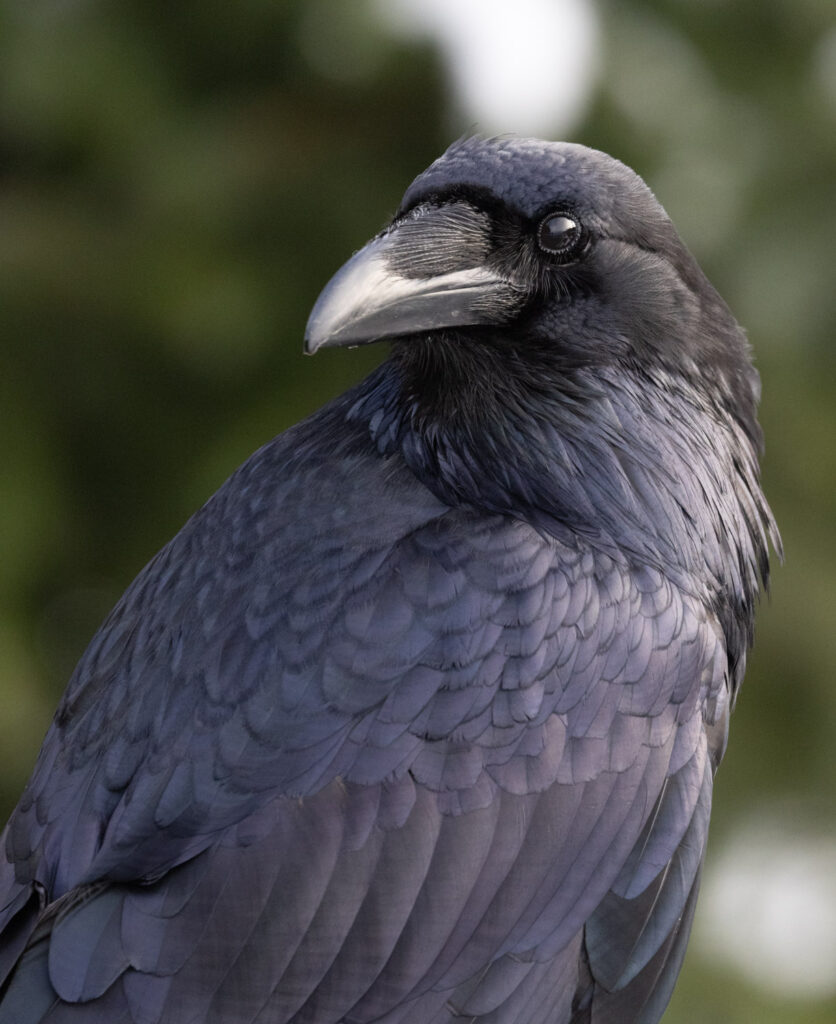 Raven Portrait