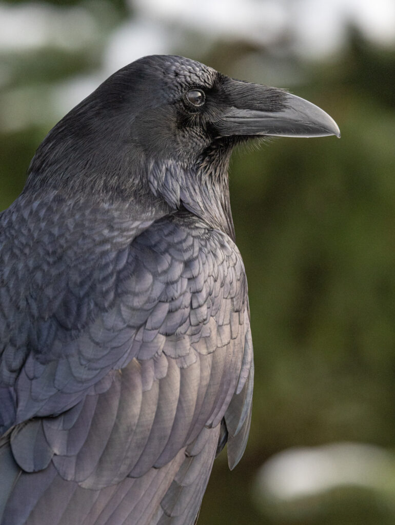 Raven Portrait