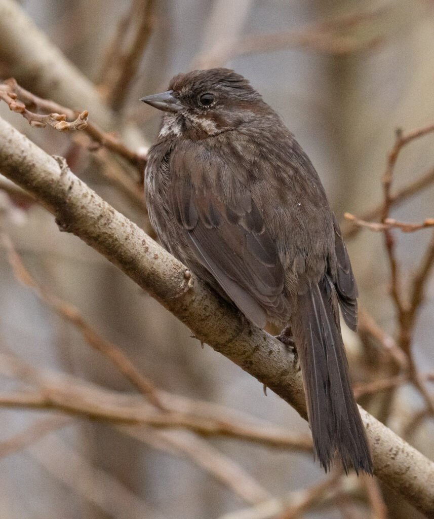 Song Sparrow