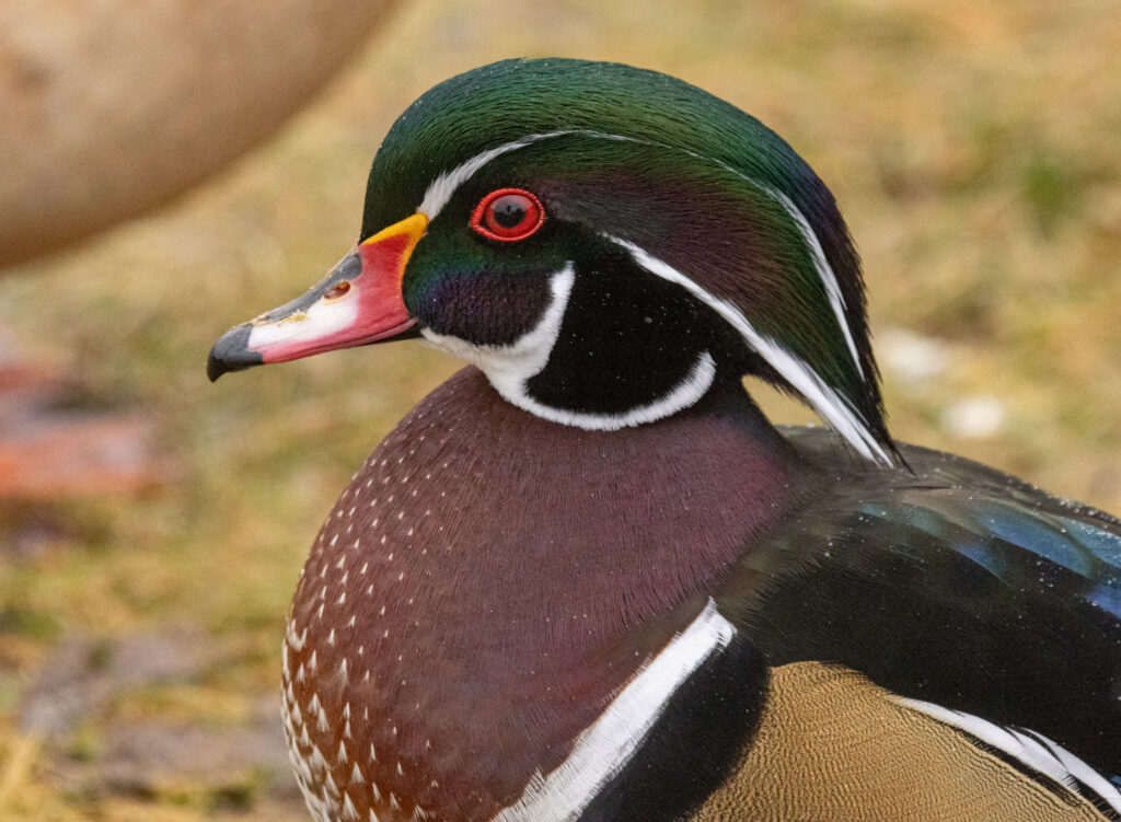 Wood Duck