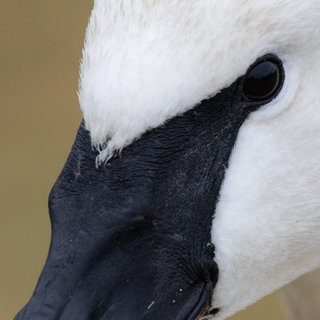 Trumpeter Swan Detail