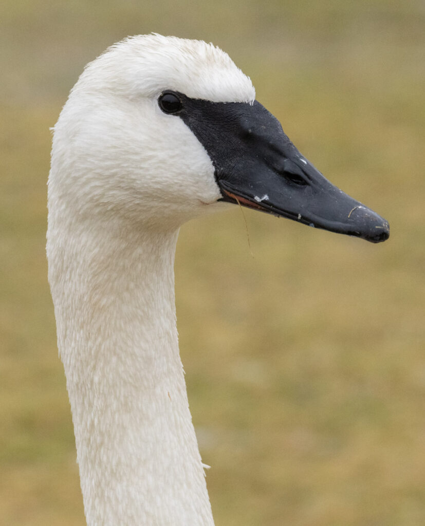 Trumpeter Swan