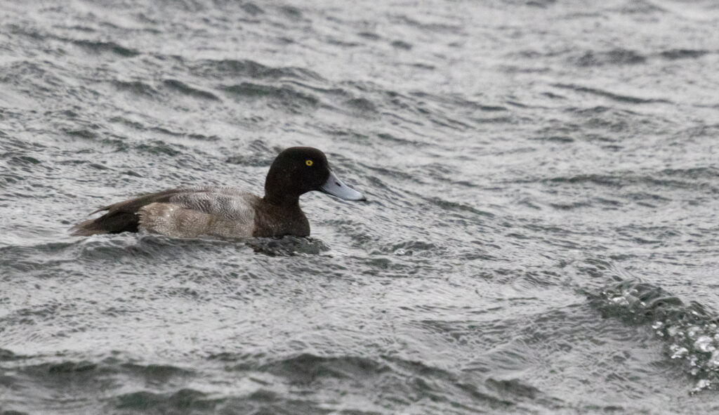 Greater Scaup