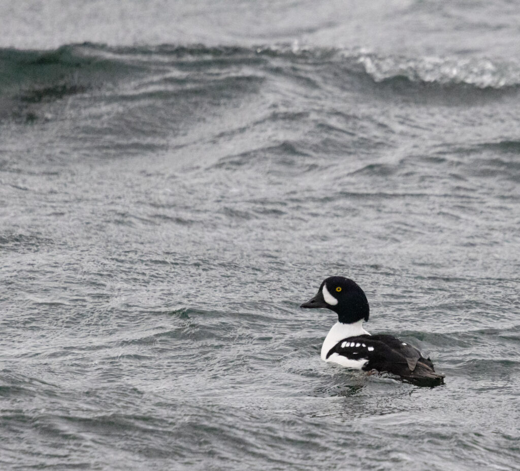 Barrow's Goldeneye