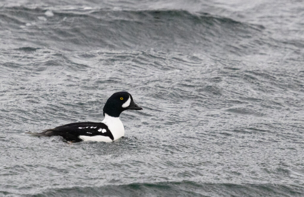 Barrow's Goldeneye