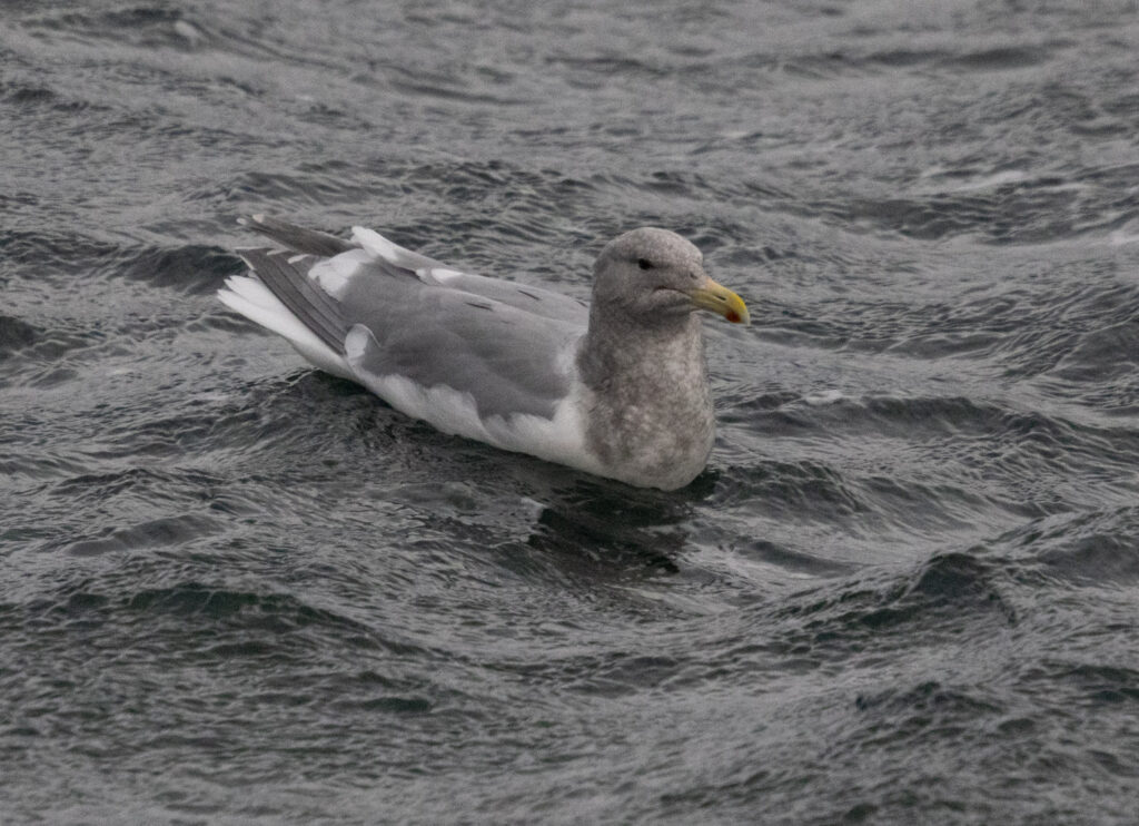 Glaocous-winged Gull